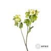 配花 | 兔葵白色「枝条较短,介意慎拍」 商品缩略图8