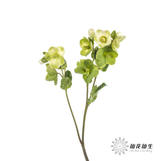 配花 | 兔葵白色「枝条较短,介意慎拍」 商品图8