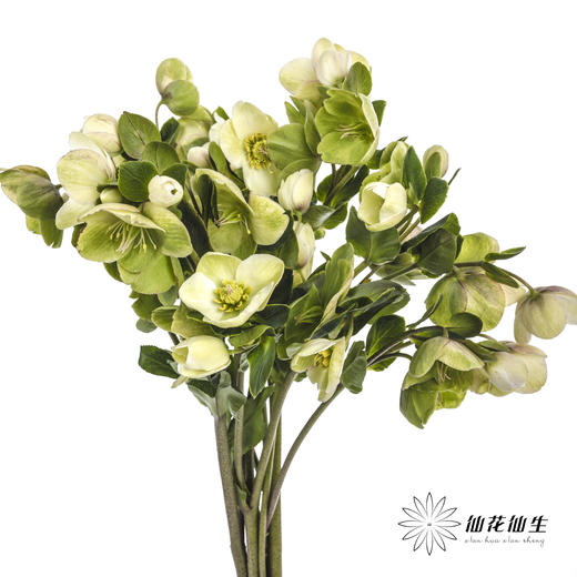 配花 | 兔葵白色「枝条较短,介意慎拍」 商品图5