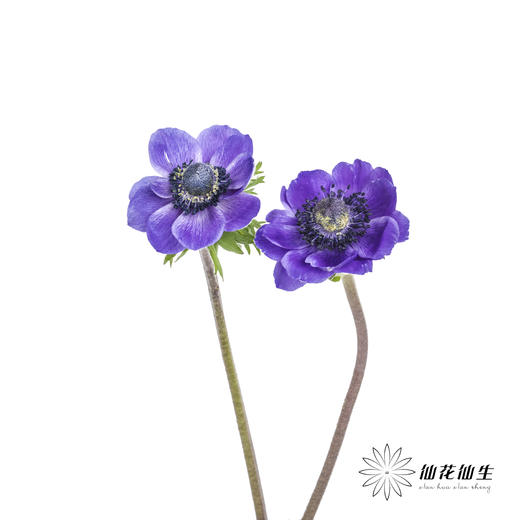 配花 | 银莲蓝紫色 商品图6