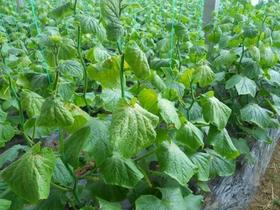 蔬菜生理性萎蔫的发生和防治
