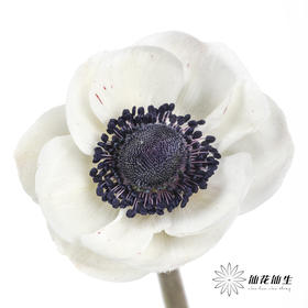 配花 | 银莲黑底白色（白色花瓣容易折痕，不售后，介意慎拍）