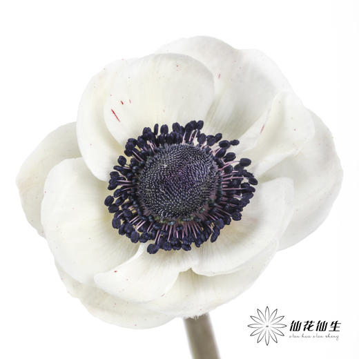 配花 | 银莲黑底白色（白色花瓣容易折痕，不售后，介意慎拍） 商品图0