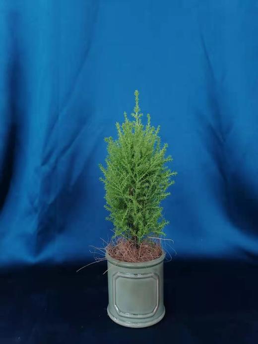 绿圆瓷盆—香松 商品图0