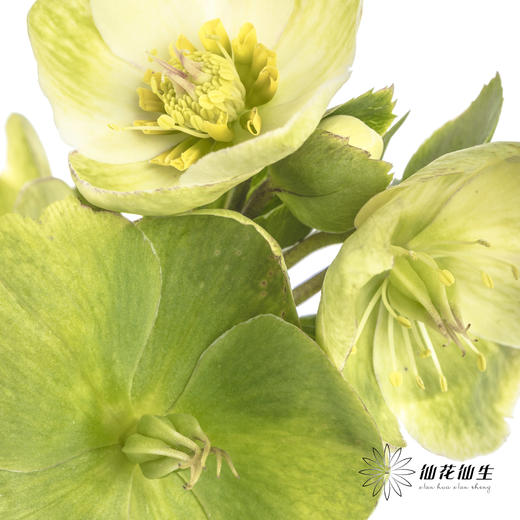 配花 | 兔葵白色「枝条较短,介意慎拍」 商品图9