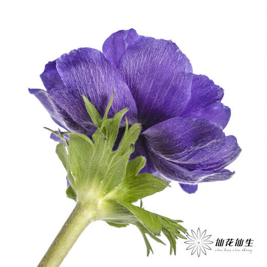 配花 | 银莲蓝紫色 商品图4