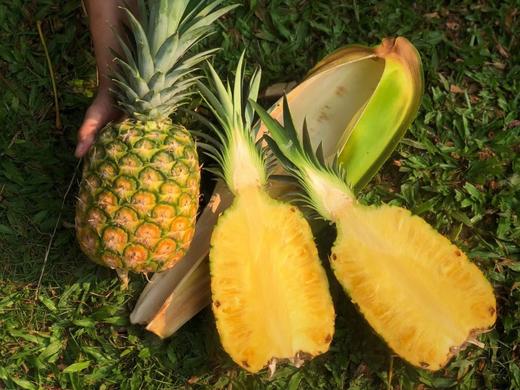 海南黄金/手撕凤梨/金钻凤梨/芒果凤梨 商品图5