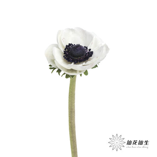 配花 | 银莲黑底白色（白色花瓣容易折痕，不售后，介意慎拍） 商品图5
