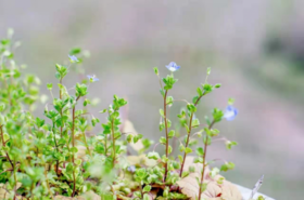 最适合排堵&毒的春分，做好这几点身心更轻盈！