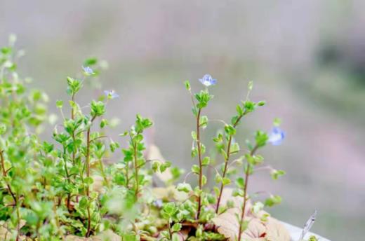 最适合排堵&毒的春分，做好这几点身心更轻盈！ 商品图0