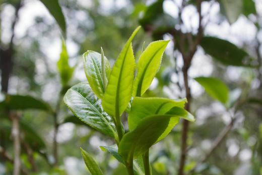 【老曼峨】“苦茶”经典生普（250g铁罐装） 商品图2