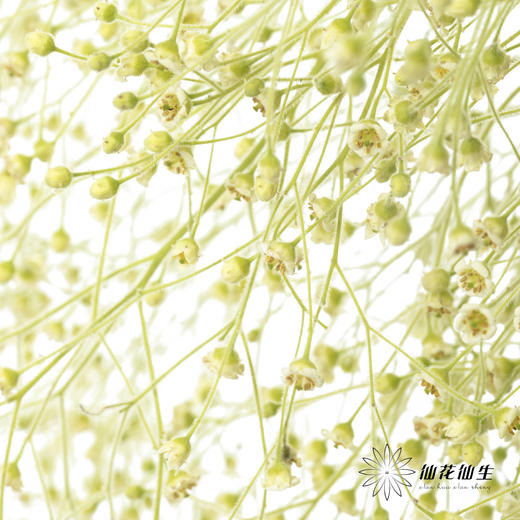 配花|柔丝 商品图4