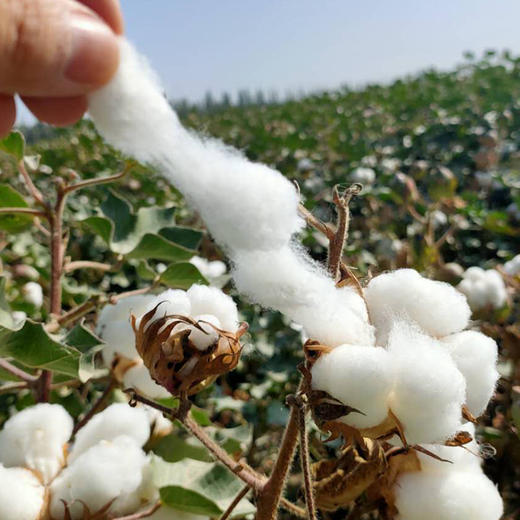 新疆棉被 商品图2