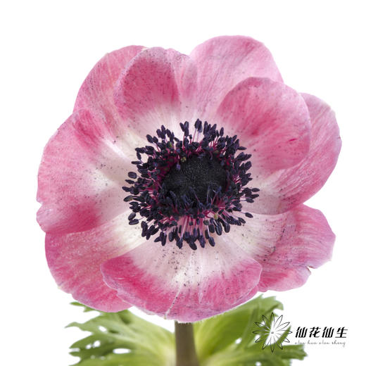 配花 | 银莲西瓜红 商品图2