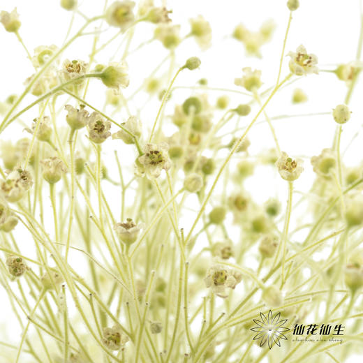 配花|柔丝 商品图3