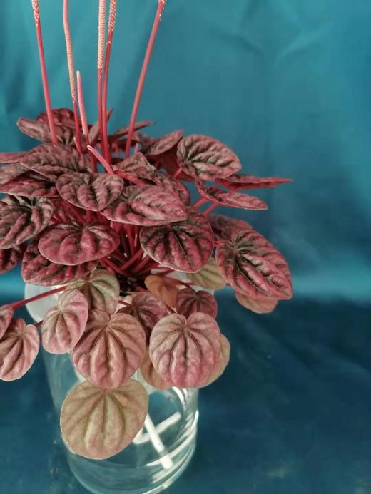 玻璃柱水培红宝石 商品图1