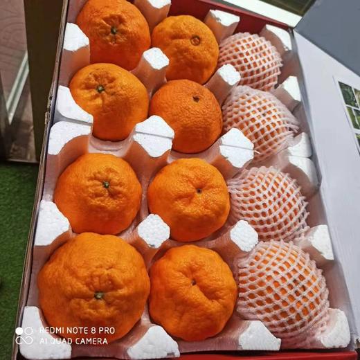 四川.乐山偷牛山  有机春见耙耙柑 商品图3