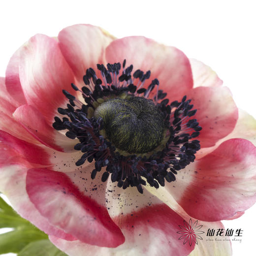 配花 | 银莲西瓜红 商品图6