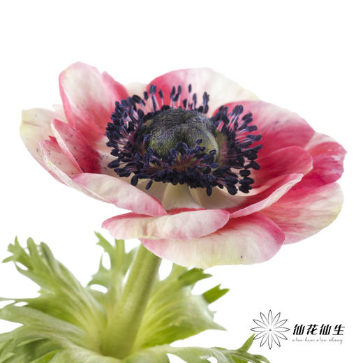 配花 | 银莲西瓜红 商品图10