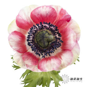 配花 | 银莲西瓜红