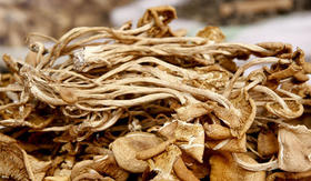 【BSS】茶树菇 约250克