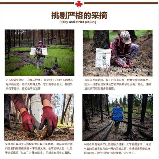 加拿大进口天然健康羊肚菌100克/罐（超值新品）营养丰富人工采摘天然晾干锁住营养香味浓郁 商品图11