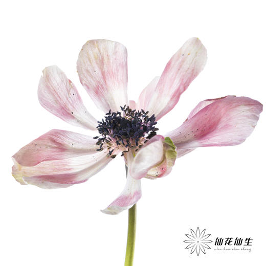 配花 | 银莲西瓜红 商品图3