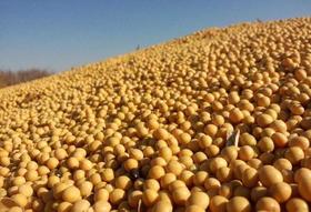 【BSS】生黄豆 约500克