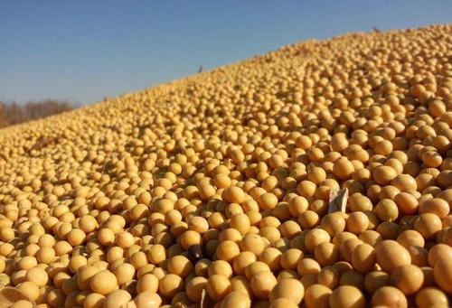 【BSS】生黄豆 约500克 商品图0