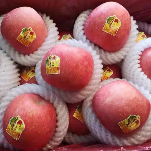秋香 苹果5-6个/约1500g 商品图7
