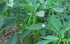 茄子辣椒的整枝与促花