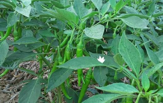 茄子辣椒的整枝与促花 商品图0