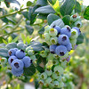 云南“育溪”L25花香蓝莓精选新鲜水果顺丰特快包邮 商品缩略图4