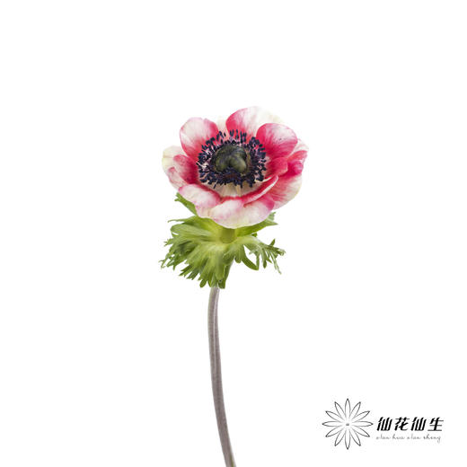 配花 | 银莲西瓜红 商品图7