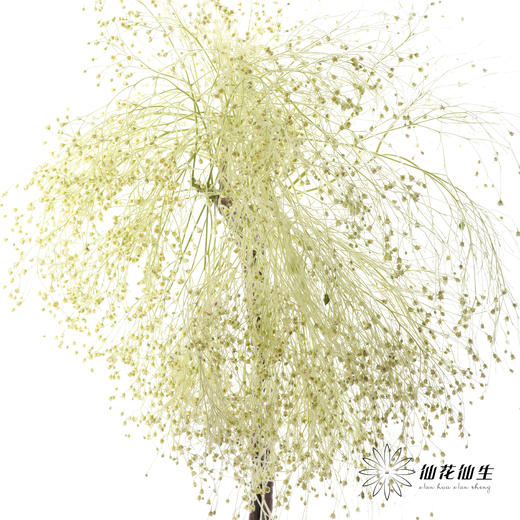 配花|柔丝 商品图6