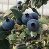 云南“育溪”L25花香蓝莓精选新鲜水果顺丰特快包邮 商品缩略图5