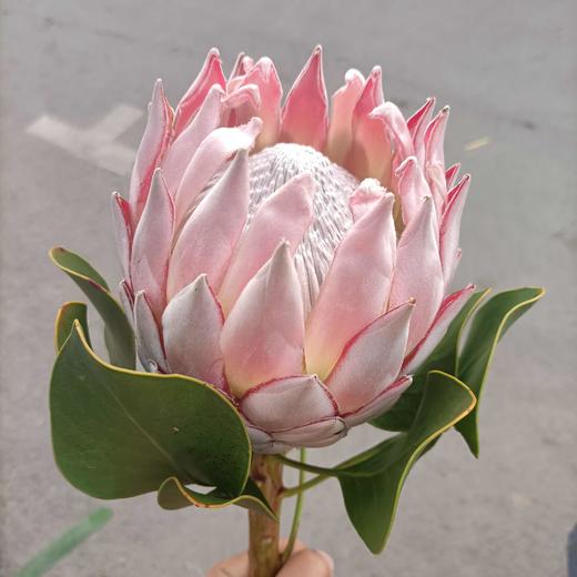 粉帝王 （希娜 ）粉色 单枝 商品图6