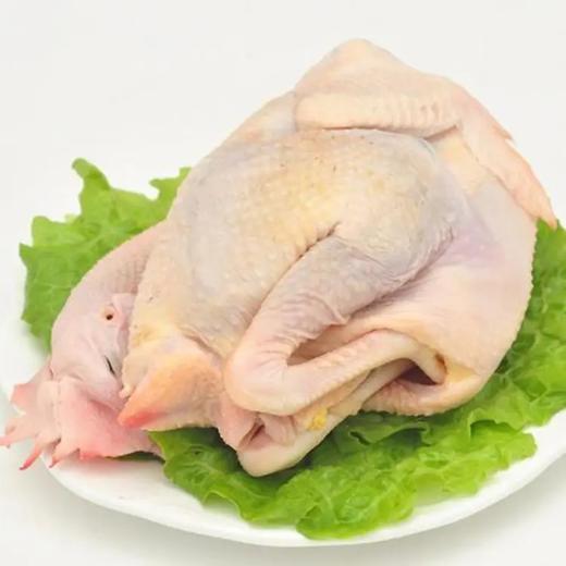 老母鸡 约500克 商品图0