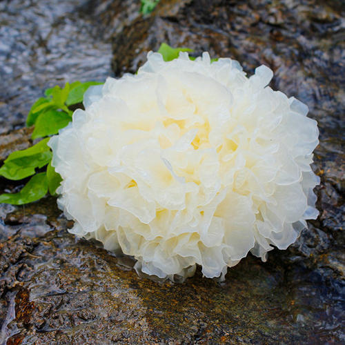 【BSS】银耳 约250克 商品图1