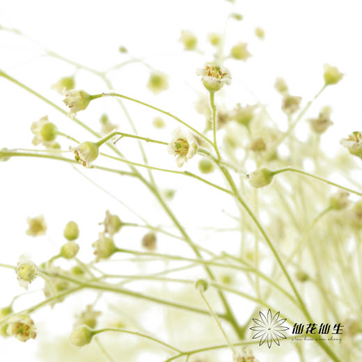 配花|柔丝 商品图2