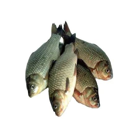 【BSS】活杀新鲜鲫鱼 约500克 商品图1