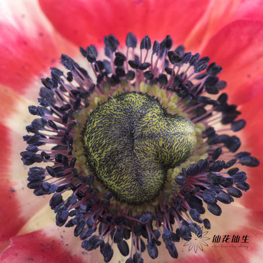 配花 | 银莲西瓜红 商品图5