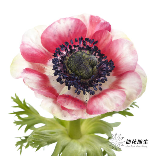 配花 | 银莲西瓜红 商品图1