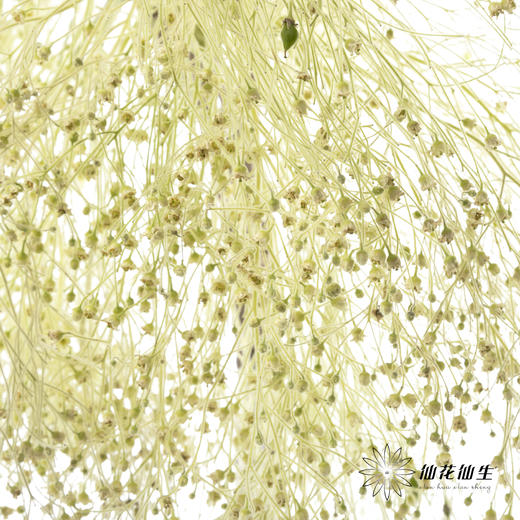 配花|柔丝 商品图5