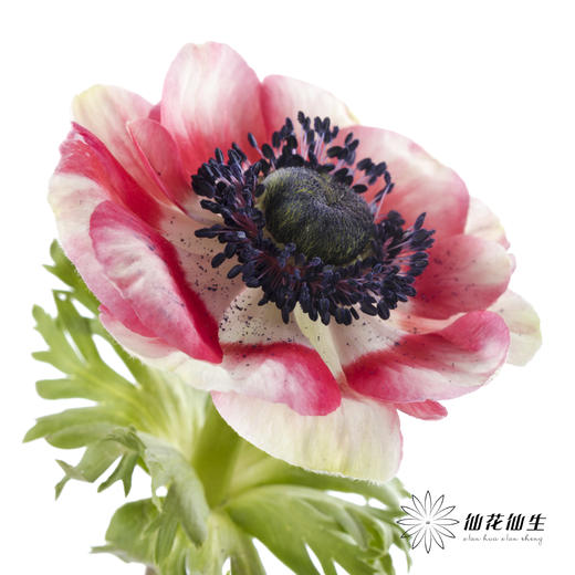 配花 | 银莲西瓜红 商品图9