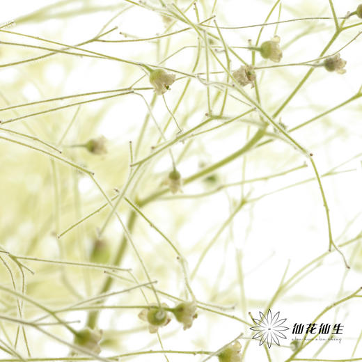 配花|柔丝 商品图1