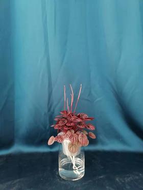 玻璃柱水培红宝石