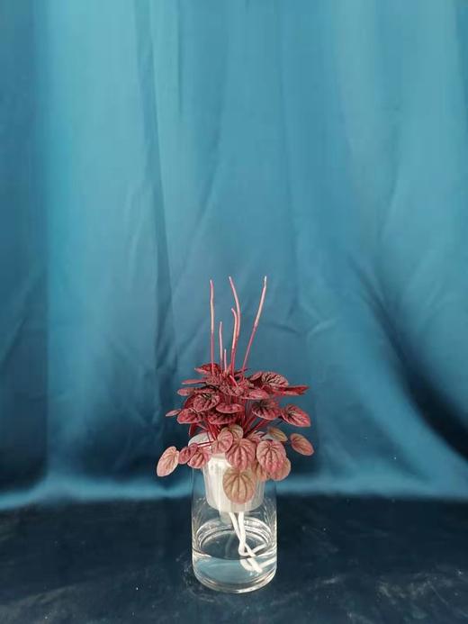 玻璃柱水培红宝石 商品图0