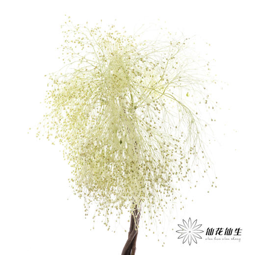 配花|柔丝 商品图0