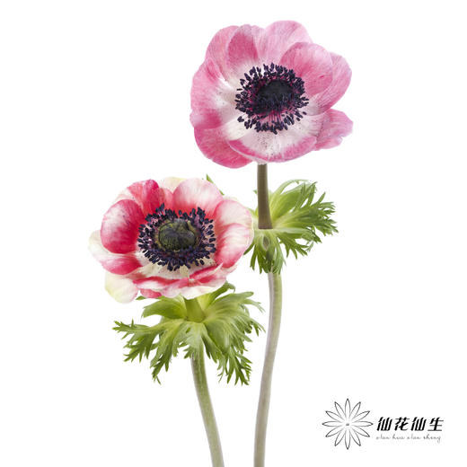 配花 | 银莲西瓜红 商品图8